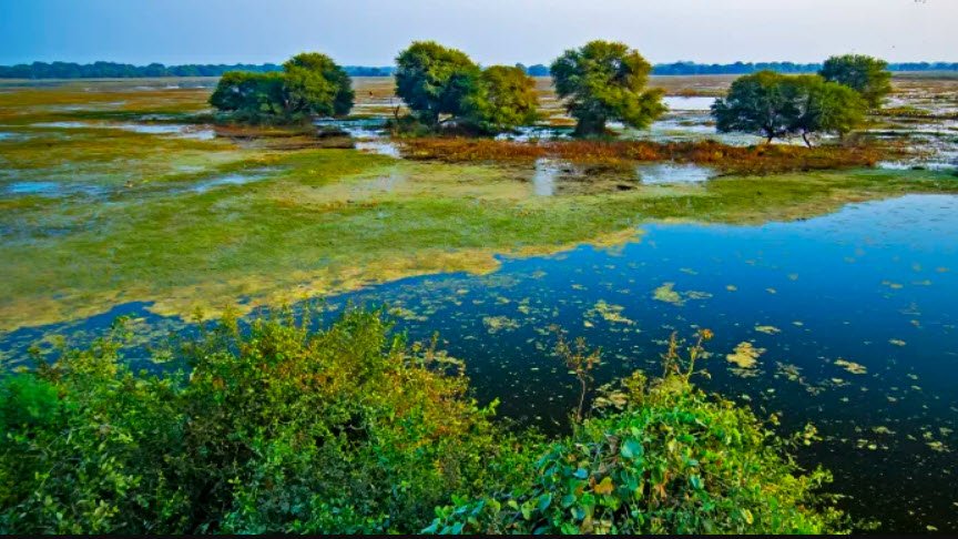 Keoladeo Ghana National Park, Bharatpur, Rajasthan - Vushii.com